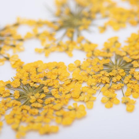 Flores secas para decorar las uñas MollyLac Yellow, 5 unidades