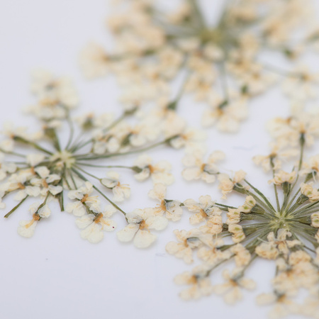 Fleurs séchées pour la décoration des ongles MollyLac White, 5 pièces