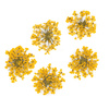 Dried flowers for nail art MollyLac Yellow 5 pcs
