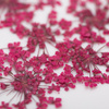 Getrocknete Blumen zur Nagelverzierung MollyLac Fuchsia, 5 Stück