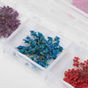 Getrocknete Blumen zur Nagelverzierung in einer Schachtel von MollyNails, Typ A, 24 Stück