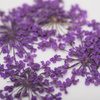 Сушені квіти для декорування нігтів MollyLac Purple, 5 шт.