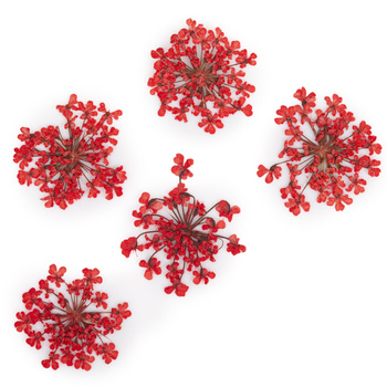 Dried flowers for nail art MollyLac Red 5 pcs