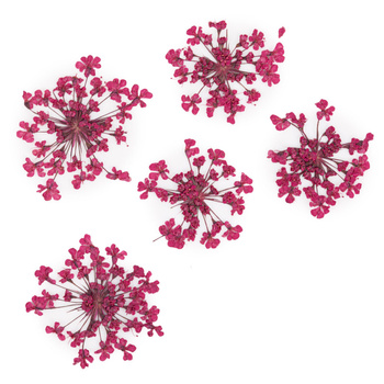 Fiori secchi per decorazioni per unghie MollyLac Fuchsia, 5 pezzi