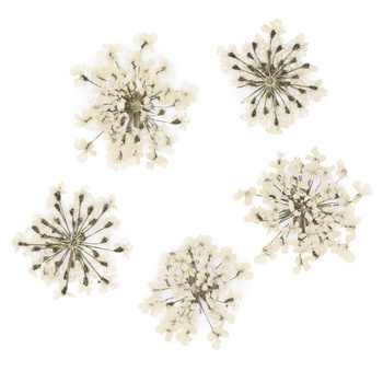 Flores secas para decorar las uñas MollyLac White, 5 unidades