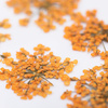 Flores secas para decorar las uñas MollyLac Orange, 5 unidades