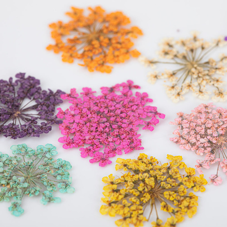 Dried flowers for nail art in a MollyNails case, type A, 24 pcs