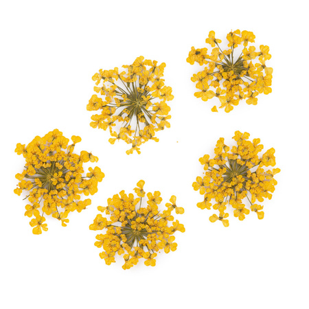 Fiori secchi per decorazioni unghie MollyLac Yellow, 5 pezzi