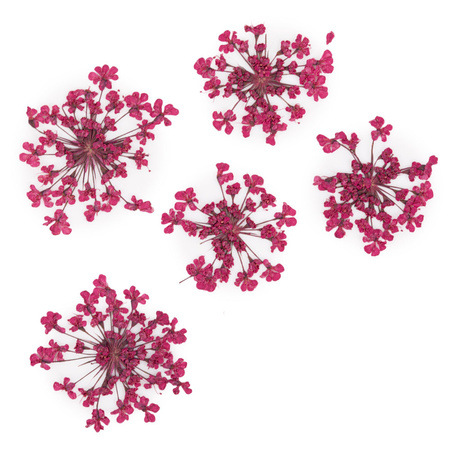 Сушені квіти для декорування нігтів MollyLac Fuchsia, 5 шт.