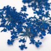 Flores secas para decorar las uñas MollyLac Royal Blue, 5 unidades