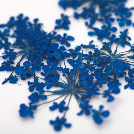 Сушені квіти для декорування нігтів MollyLac Royal Blue, 5 шт.