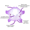 Szablony formy do przedłużania paznokci MollyNails Flexible fioletowe 200 szt