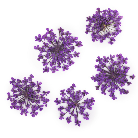 Fleurs séchées pour la décoration des ongles MollyLac Purple, 5 pièces