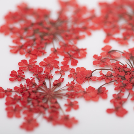 Сушені квіти для декорування нігтів MollyLac Red, 5 шт.