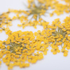Сушені квіти для декорування нігтів MollyLac Yellow, 5 шт.